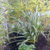 planting